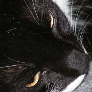 Meet your Posher, Lisa